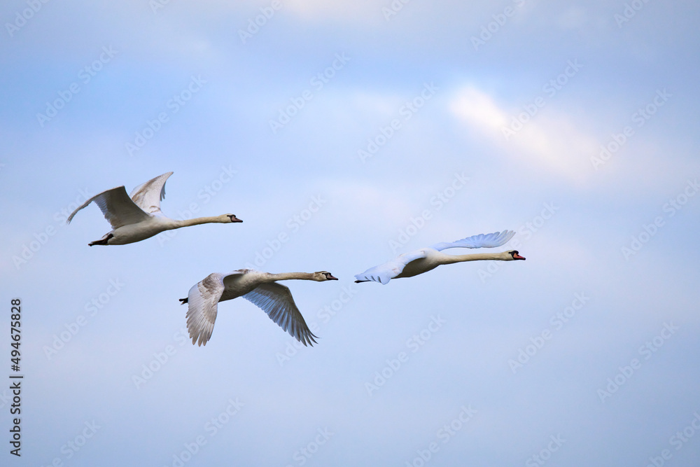 A family of swans flying