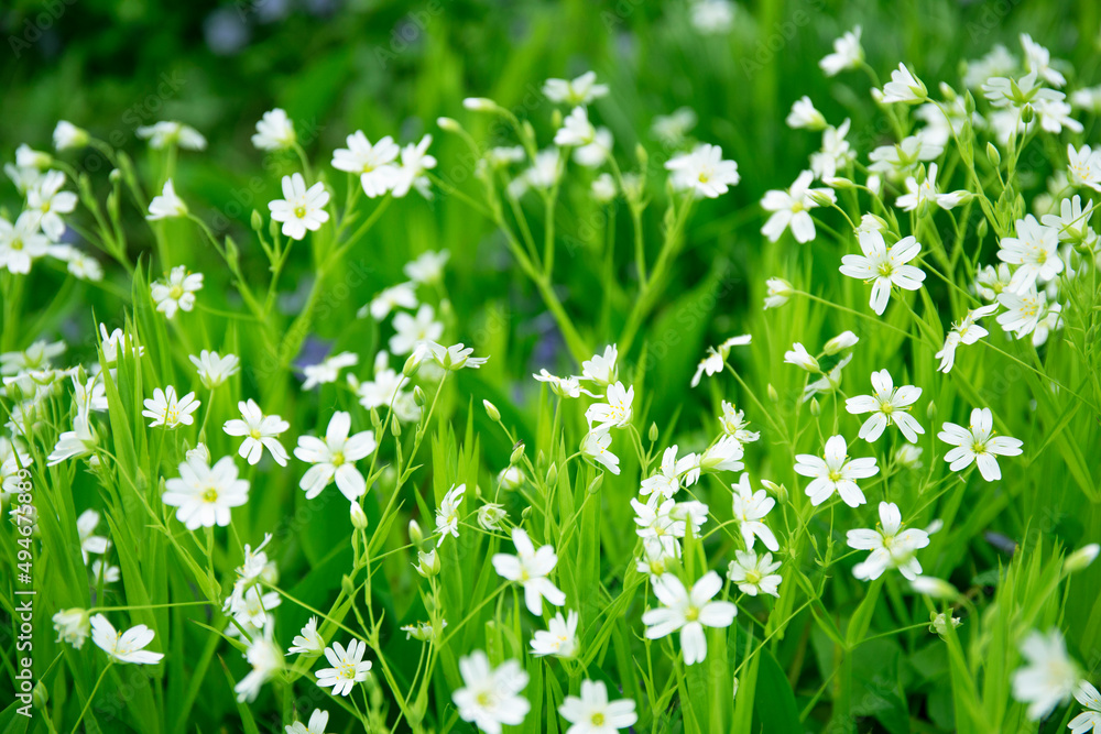 Beautiful lawn with white wild flowers in spring forest Beautiful lawn with white wild flowers in spring forest