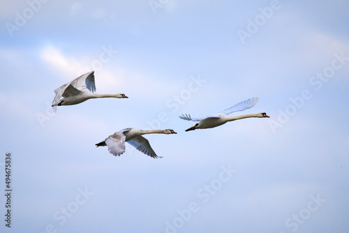 A family of swans flying