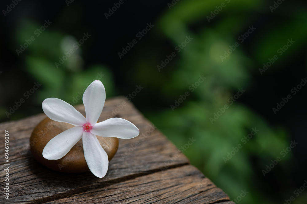 Kopsia rosea flower on nature background.