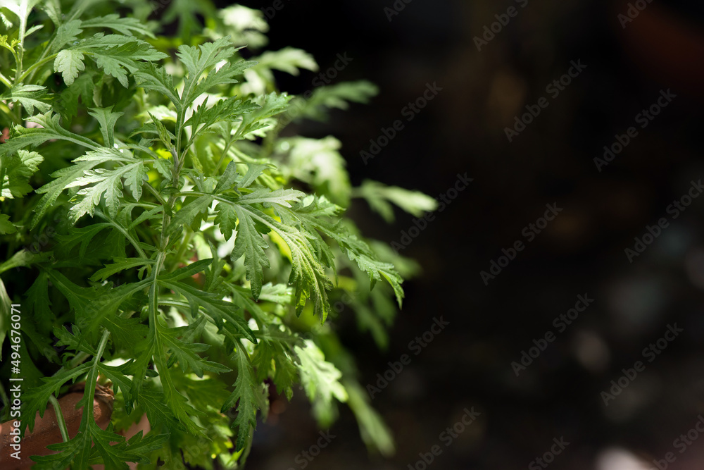 Mugwort green leaves on nature background.