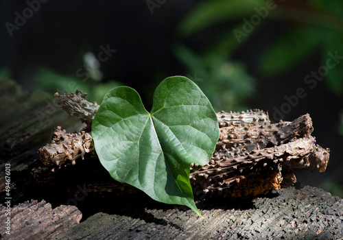 Tinospora cordifolia and green leaf on nature background. photo