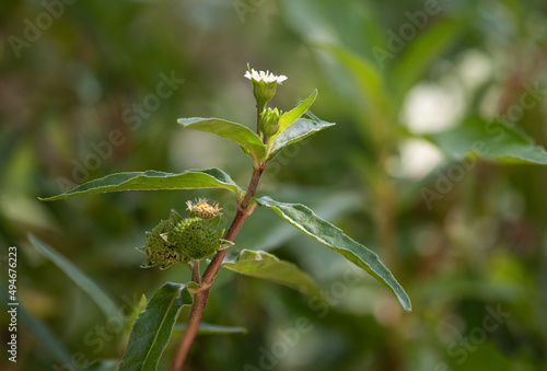 False daisy or erclipta prostrata tree on nature background. © wasanajai