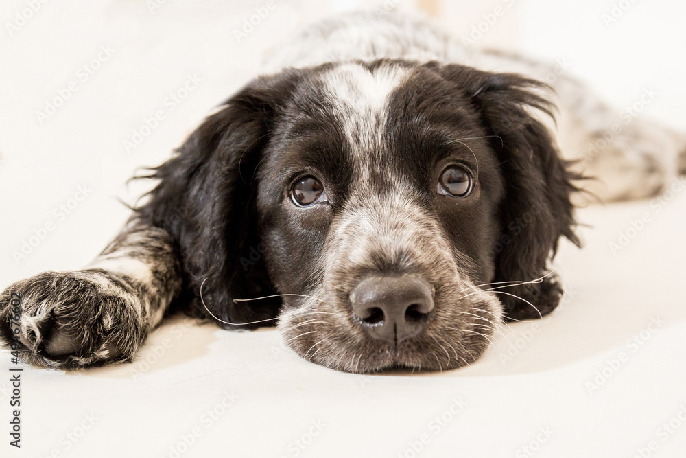 Portrait of spaniel puppy on a white background Portrait of spaniel puppy on a white background