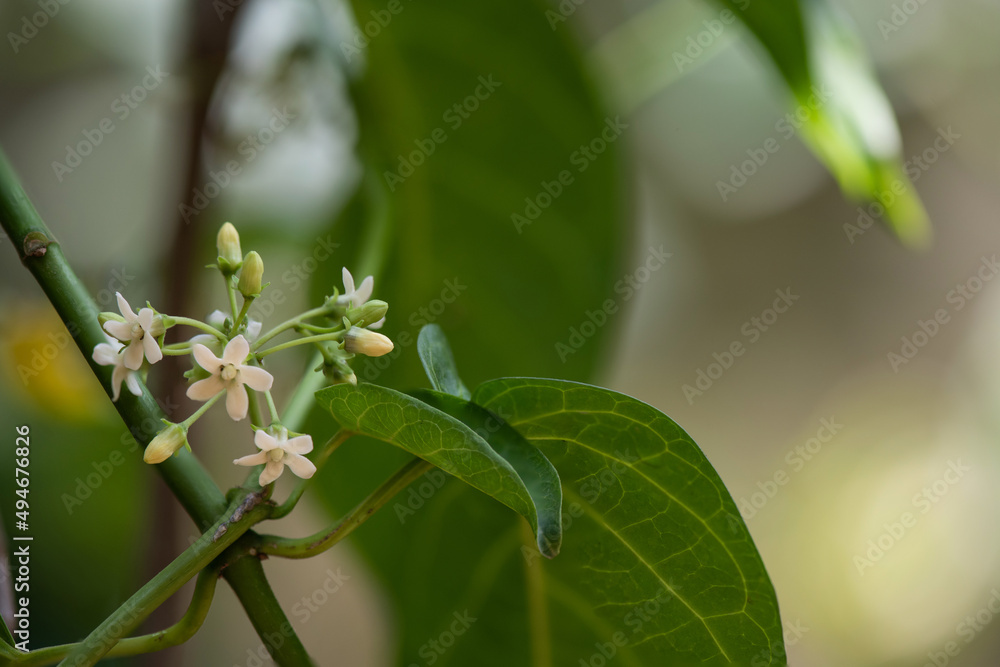 Fototapeta premium Gymnema inodorum tree nature background.