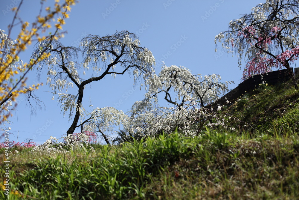 レンギョウと枝垂れ桃の咲く風景