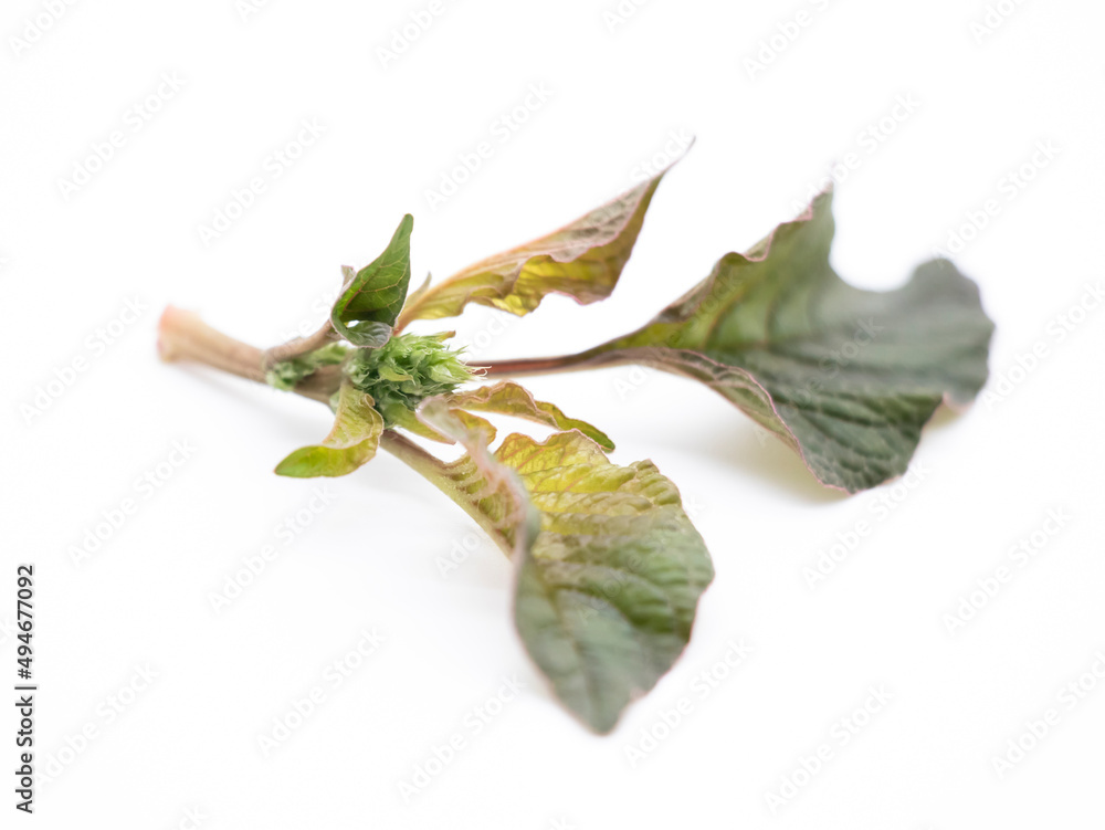 Fototapeta premium Red leaf vegetable Amaranth on white background