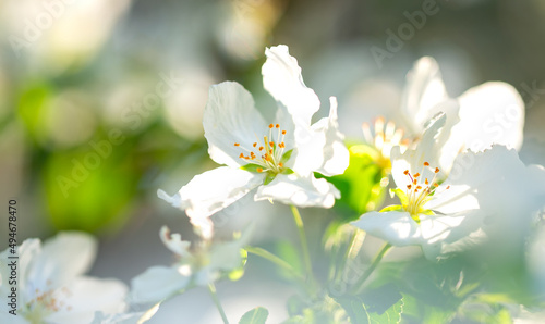 White flowers of blooming apple tree in springtime on a sunny day.