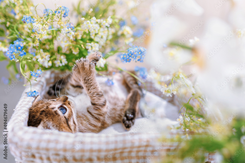 A striped kitten with wide open blue eyes in a basket play with flowers A striped kitten with wide open blue eyes in a basket play with flowers