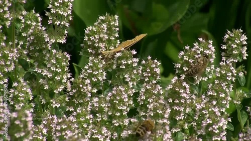 Bienen und eine brauner Waldvogel  -Falter-  holen Nektar von den Blüten des Majoran (Originalton)    photo