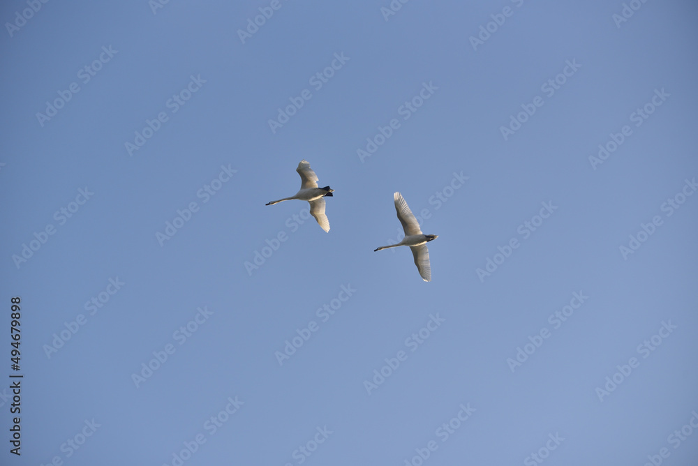 a pair of white swans flies in the sky a pair of white swans flies in the sky