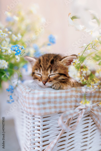A sleeping striped kitten in the basket among flowers