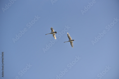 a pair of white swans flies in the sky