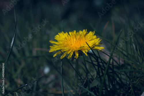 Single dandelion on the green grass in the springs