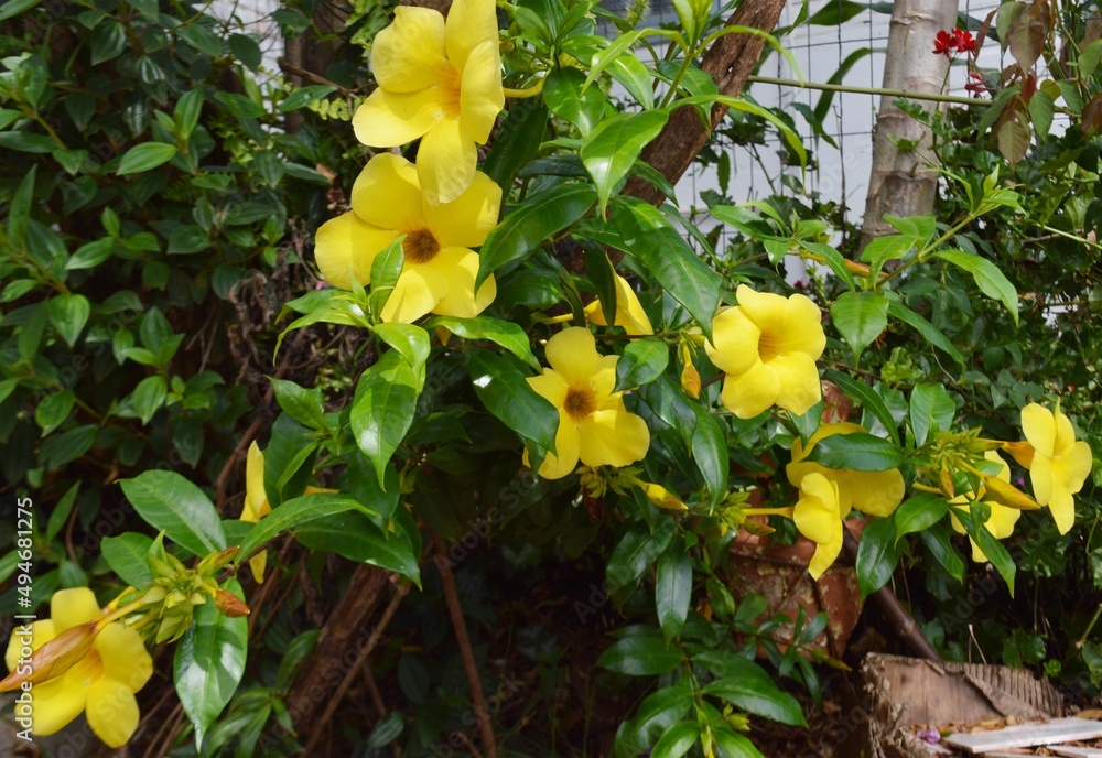 Alamanda ou Dedo de Dama. Trepadeira amarela usada como cerca viva. Da