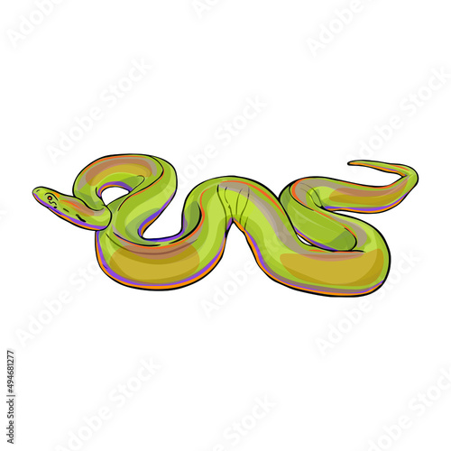 Isolated vector illustration of a snake on a white background. Boa constrictor as a blank for designers, printing on clothing, packaging, logo, icon