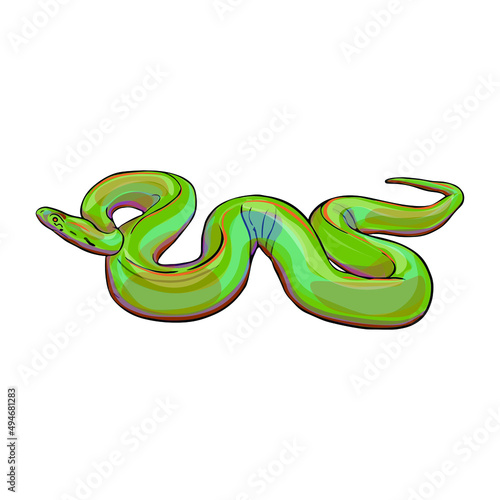 Isolated vector illustration of a snake on a white background. Boa constrictor as a blank for designers, printing on clothing, packaging, logo, icon