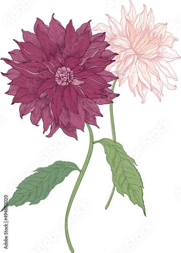 Dahlia Flowers Vintage Hand Drawn Illustration