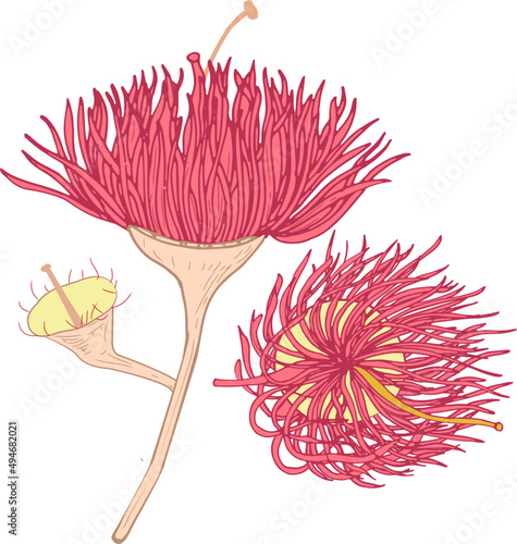 Eucalyptus Pink Blooming Flower Hand Drawn Illustration