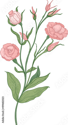 Eustoma or Lisianthus Flower Vintage Hand Drawn Illustration