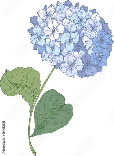 Hydrangea or Hortensia Flower Vintage Illustration