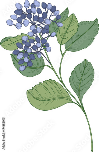 Viburnum Branch with Blue Berries Hand Drawn Illustration