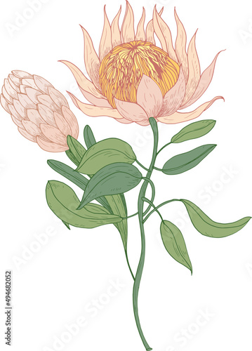 Pink Protea or Sugarbush Flowers Hand Drawn Illustration
