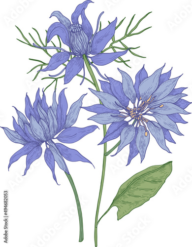 Nigella Flowers Vintage Hand Drawn Illustration
