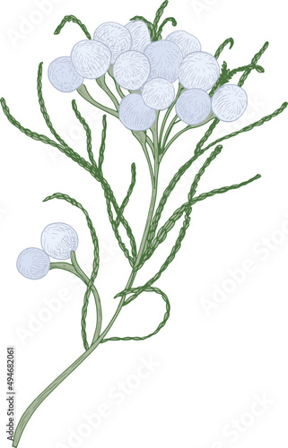 Brunia Flowers or Inflorescences Hand Drawn Illustration