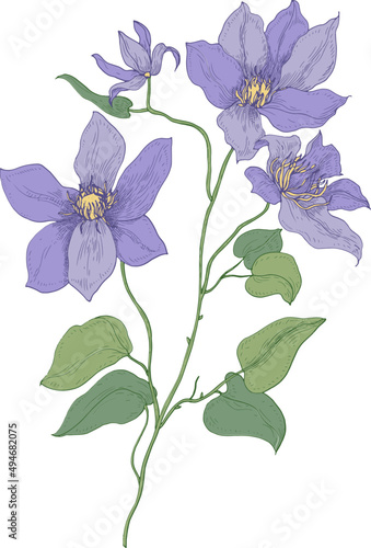 Clematis or Traveller's Joy Flower Hand Drawn Illustration