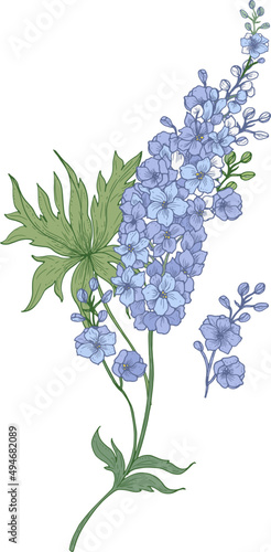 Delphinium or Larkspur Flowers Hand Drawn Illustration