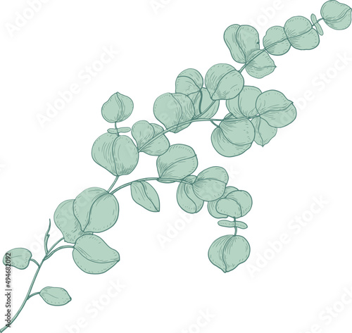 Eucalyptus Gunnii or Cider Gum Sprig Hand Drawn Illustration