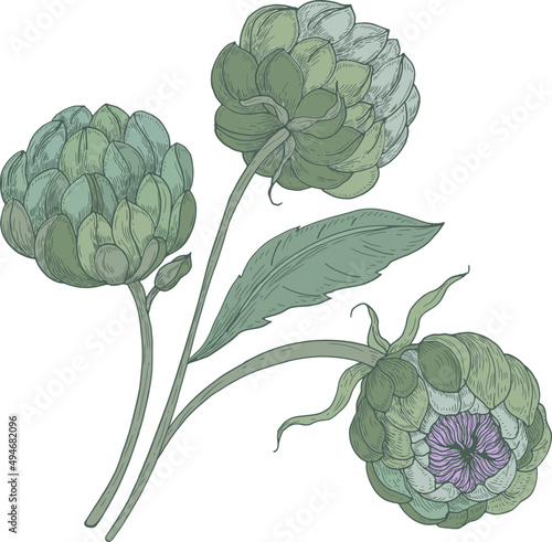 Bunch of Artichokes with Green Buds Hand Drawn Illustration