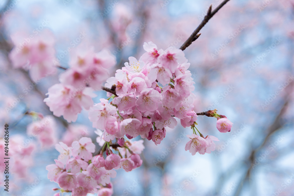 Obraz premium 桜咲く公園