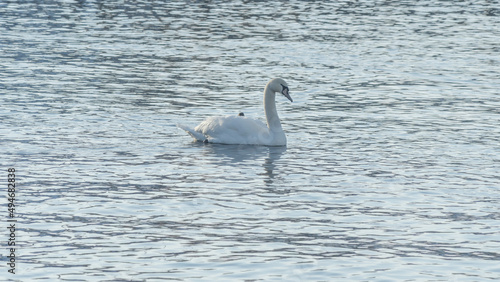 The lonely beautiful white swan is swimming in winter river. Wintering swan in the city river. Ornitology concepts. © kalyanby