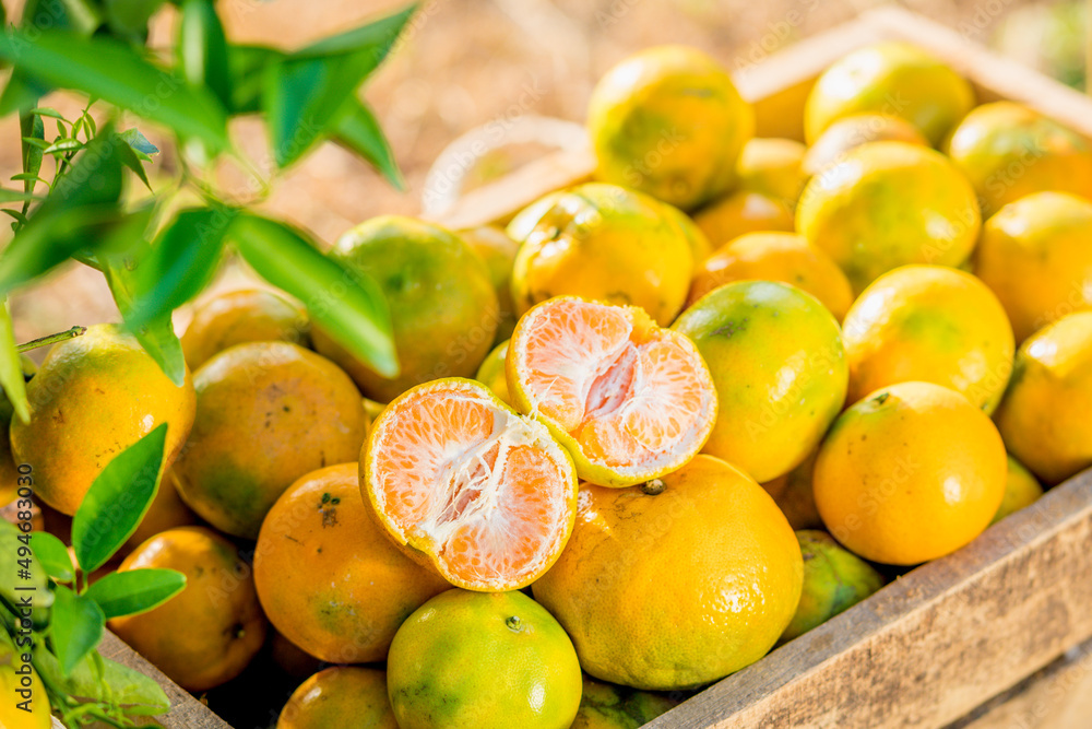 organic orange agriculture harvest plantation. organic orange agriculture harvest plantation.