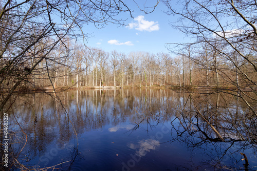 Evees pond in *Fontainebleau forest