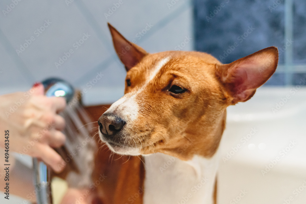 Basenji dog washing and grooming at home
