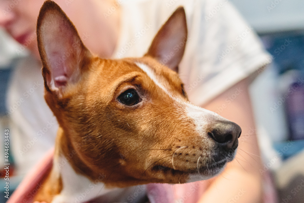 Basenji dog washing and grooming at home Basenji dog washing and grooming at home