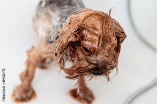 Fototapeta Naklejka Na Ścianę i Meble -  Yorkshire terrier dog washing and grooming at home