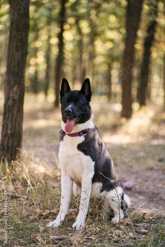 Dog breed Siberian Husky