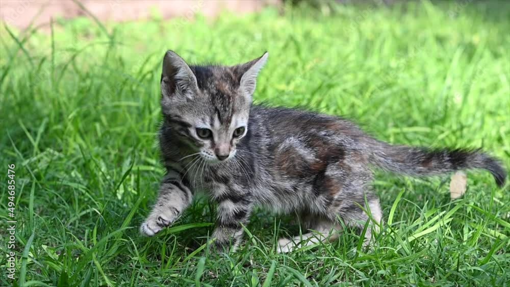 cat meowing newborn on grass 2 cat meowing newborn on grass 2