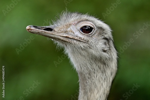 Porträt eines Nandus (Rhea americana), Greater rhea.