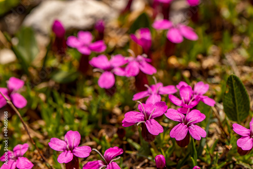 Silene acaulis flower growing in mountains 