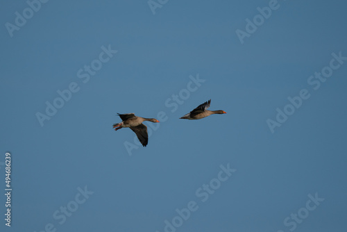 Greaylag Goose in flight 