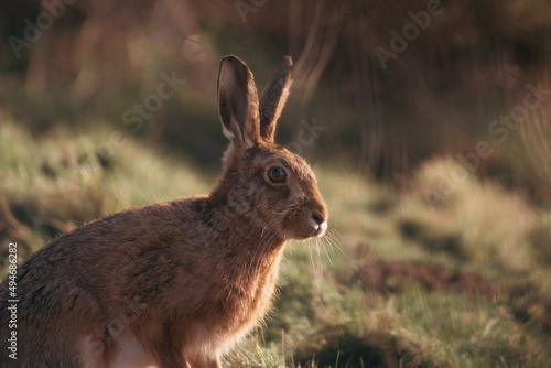 Hare during sunset 