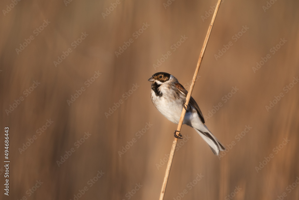 Fototapeta premium Reed Bunting on a reed a sunrise