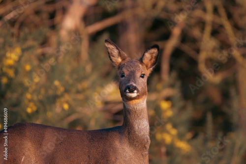 Fototapeta Naklejka Na Ścianę i Meble -  Roe Deer during sunset in the UK 
