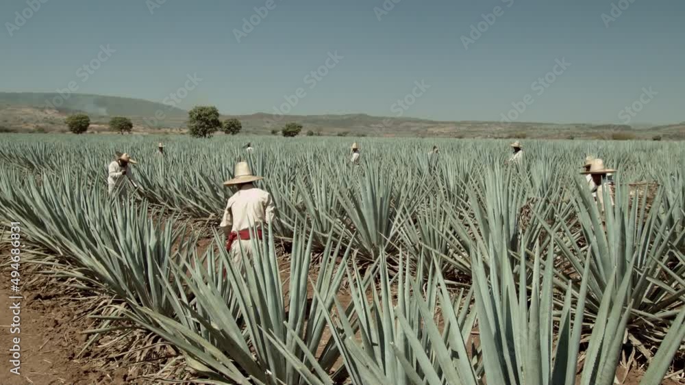 Jimador cutting agave pineapple in the city of Tequila, Jalisco, Mexico ...