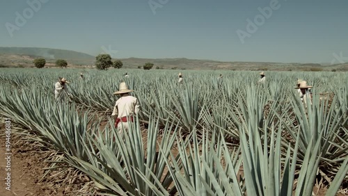 Jimador cutting agave pineapple in the city of Tequila, Jalisco, Mexico. photo